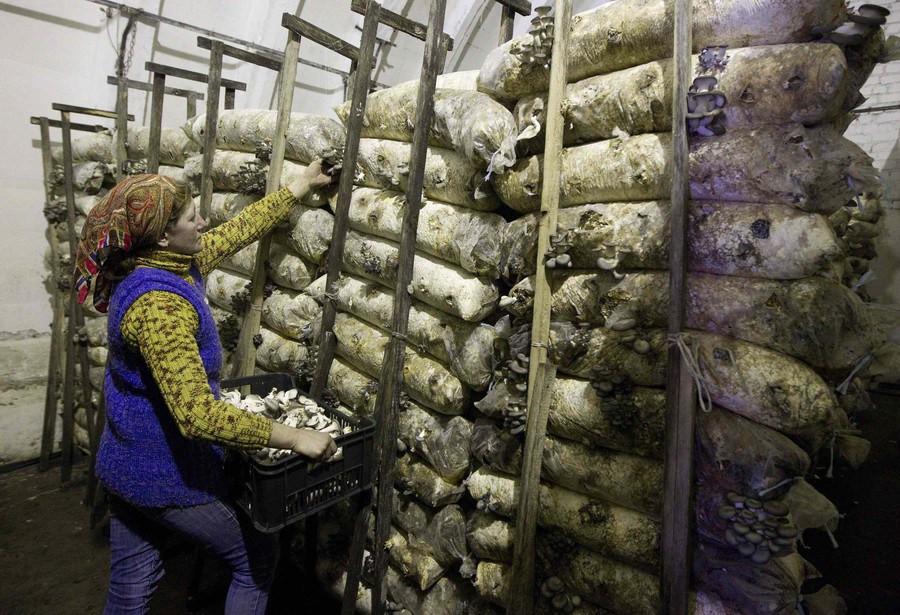 A worker gathers mushrooms from mushroom beds at a private farm, workshops of which are located inside hangars of a former Soviet missile military base, in the village of Minoity, about 160 km (100 miles) west of Minsk, December 4, 2012. The farm cultivates and sells about 10 tons of oyster mushrooms, or Veshenka mushrooms, each month in Belarus and neighboring countries. The mushrooms cost 23,000 Belarussian roubles ($2.70) per kg. REUTERS/Vasily Fedosenko (BELARUS - Tags: AGRICULTURE BUSINESS MILITARY FOOD SOCIETY)