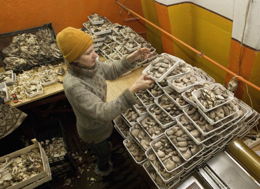 Worker sort mushrooms at a private farm, workshops of which are located inside hangars of a former Soviet missile military base, in the village of Minoity, some 160 km (100 miles) west of Minsk, December 4, 2012. The farm cultivates and sells about 10 tons of oyster mushrooms, or Veshenka mushrooms, each month in Belarus and neighboring countries. The mushrooms cost 23,000 Belarussian roubles ($2.70) per kg. REUTERS/Vasily Fedosenko (BELARUS - Tags: MILITARY ENVIRONMENT SOCIETY AGRICULTURE BUSINESS)