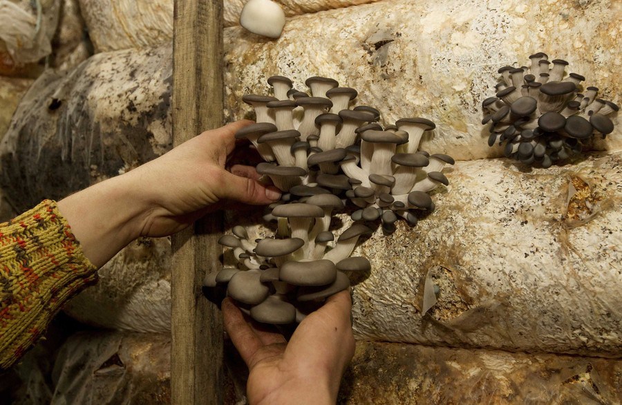 A worker gathers mushrooms from mushroom beds at a private farm, workshops of which are located inside hangars of a former Soviet missile military base, in the village of Minoity, about 160 km (100 miles) west of Minsk, December 4, 2012. The farm cultivates and sells about 10 tons of oyster mushrooms, or Veshenka mushrooms, each month in Belarus and neighboring countries. The mushrooms cost 23,000 Belarussian roubles ($2.70) per kg. REUTERS/Vasily Fedosenko (BELARUS - Tags: AGRICULTURE BUSINESS MILITARY FOOD SOCIETY)
