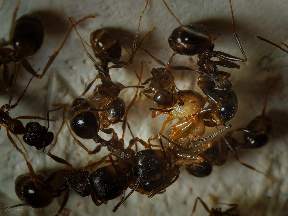 Куколки муравьев. Муравьиная матка в муравейнике. Муравьиная матка откладывает яйца. Королева муравьев откладывает яйца. Новорожденный муравей.