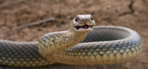 Как фотографировать змей