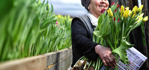 Как выращивают тюльпаны в пригороде Владивостока